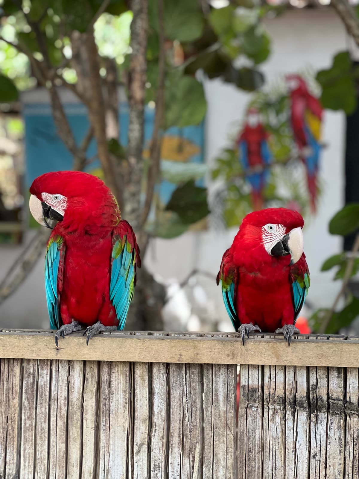 Dos guacamayas rojas posadas en una cerca de madera en Taganga