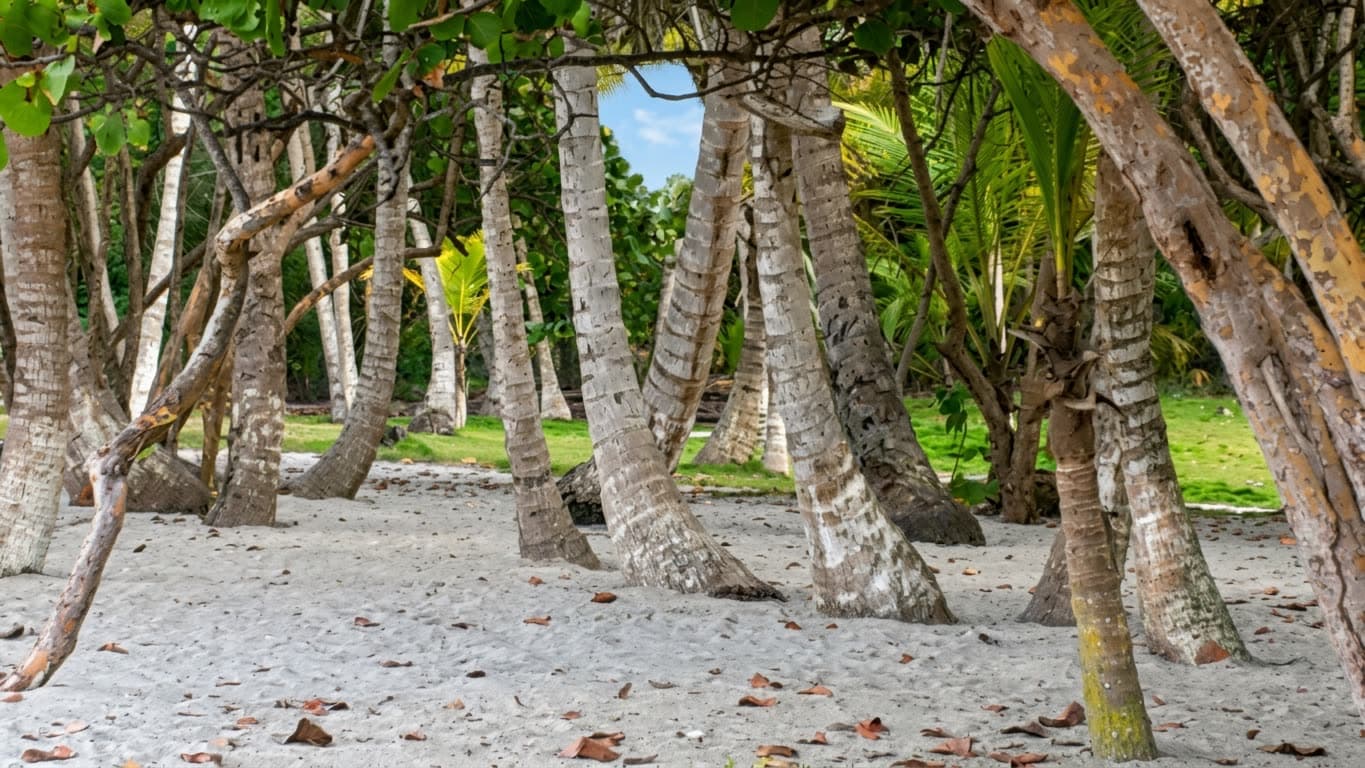 Tour Playa Los Cocos